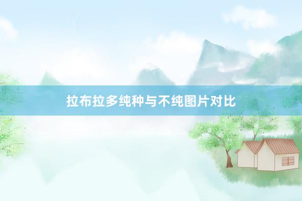 拉布拉多纯种与不纯图片对比